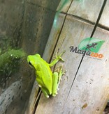 Magazoo Florida green tree frog