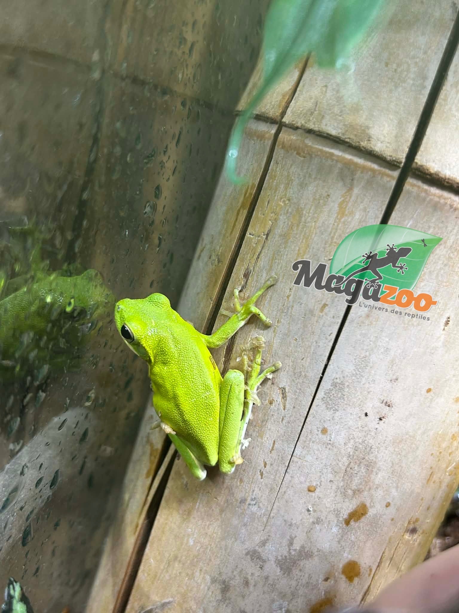 Magazoo Rainette verte de Floride