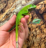 Magazoo Fidji banded iguana Captive Born #1
