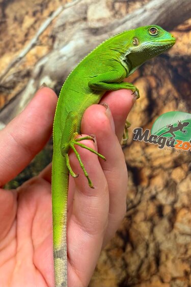 Magazoo Fidji banded iguana Captive Born #1