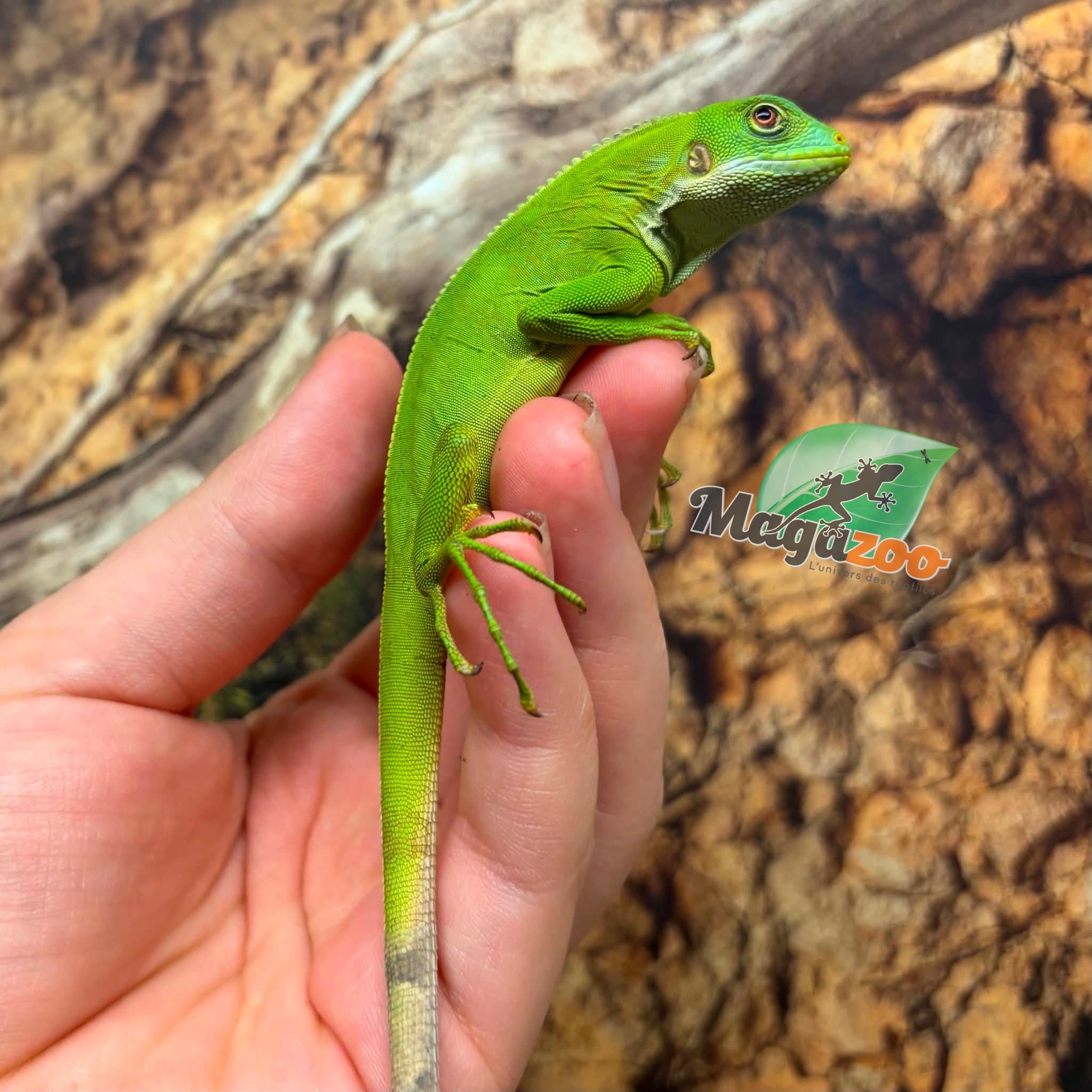 Magazoo Iguane à bandes des îles Fidji né en captivité #1