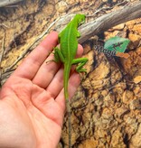 Magazoo Fidji banded iguana Captive Born #1