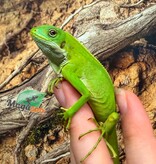 Magazoo Fidji banded iguana Captive Born #1
