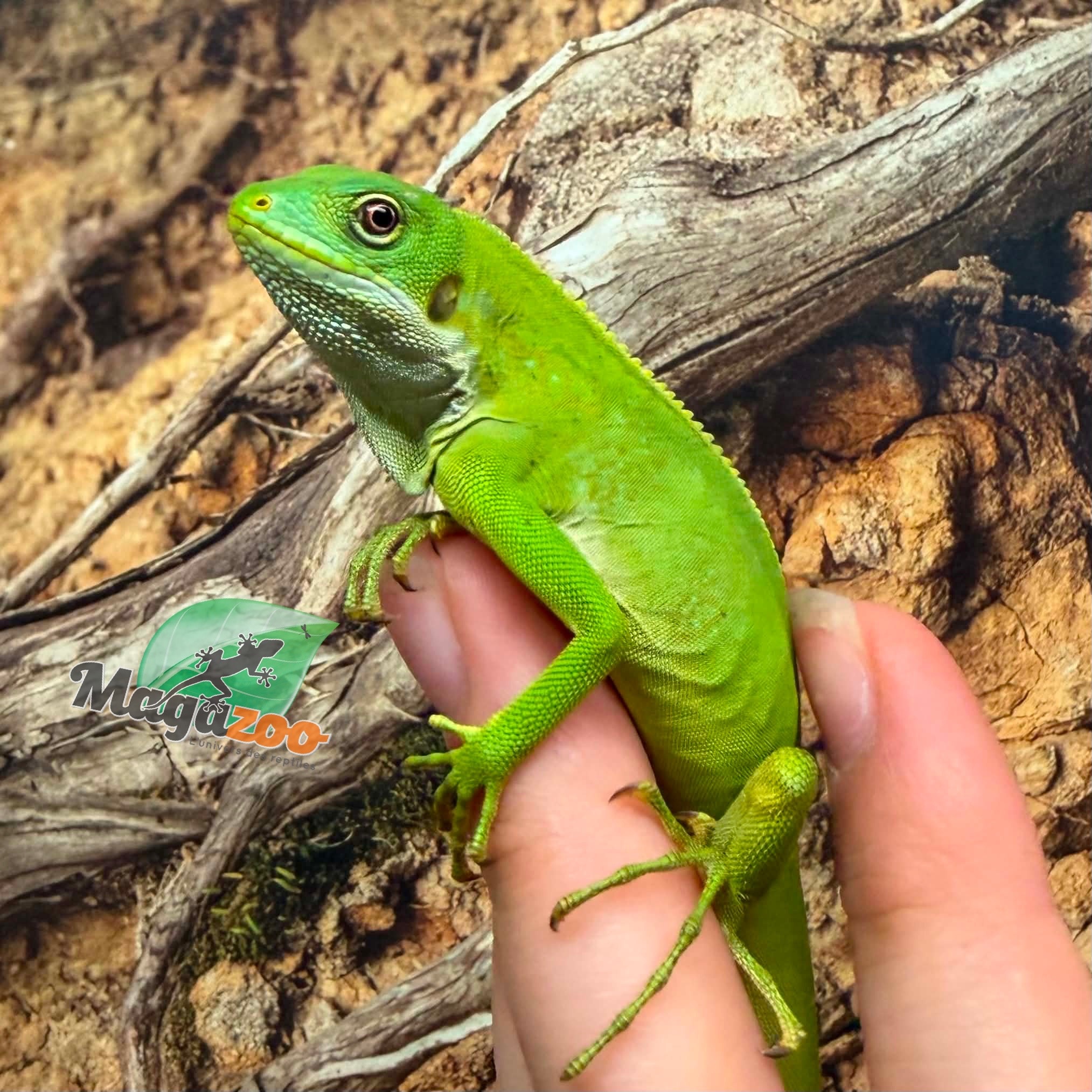 Magazoo Iguane à bandes des îles Fidji né en captivité #1