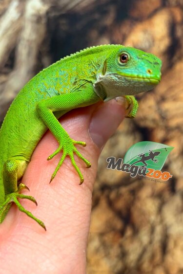 Magazoo Fidji banded iguana Captibe Born #2