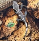 Magazoo Gecko à crête Axanthique Bébé
