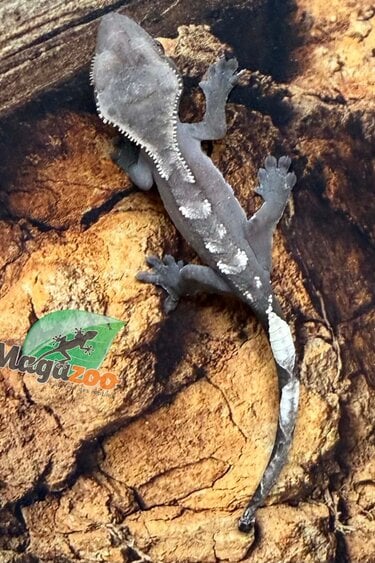 Magazoo Baby Axanthic Crested Gecko