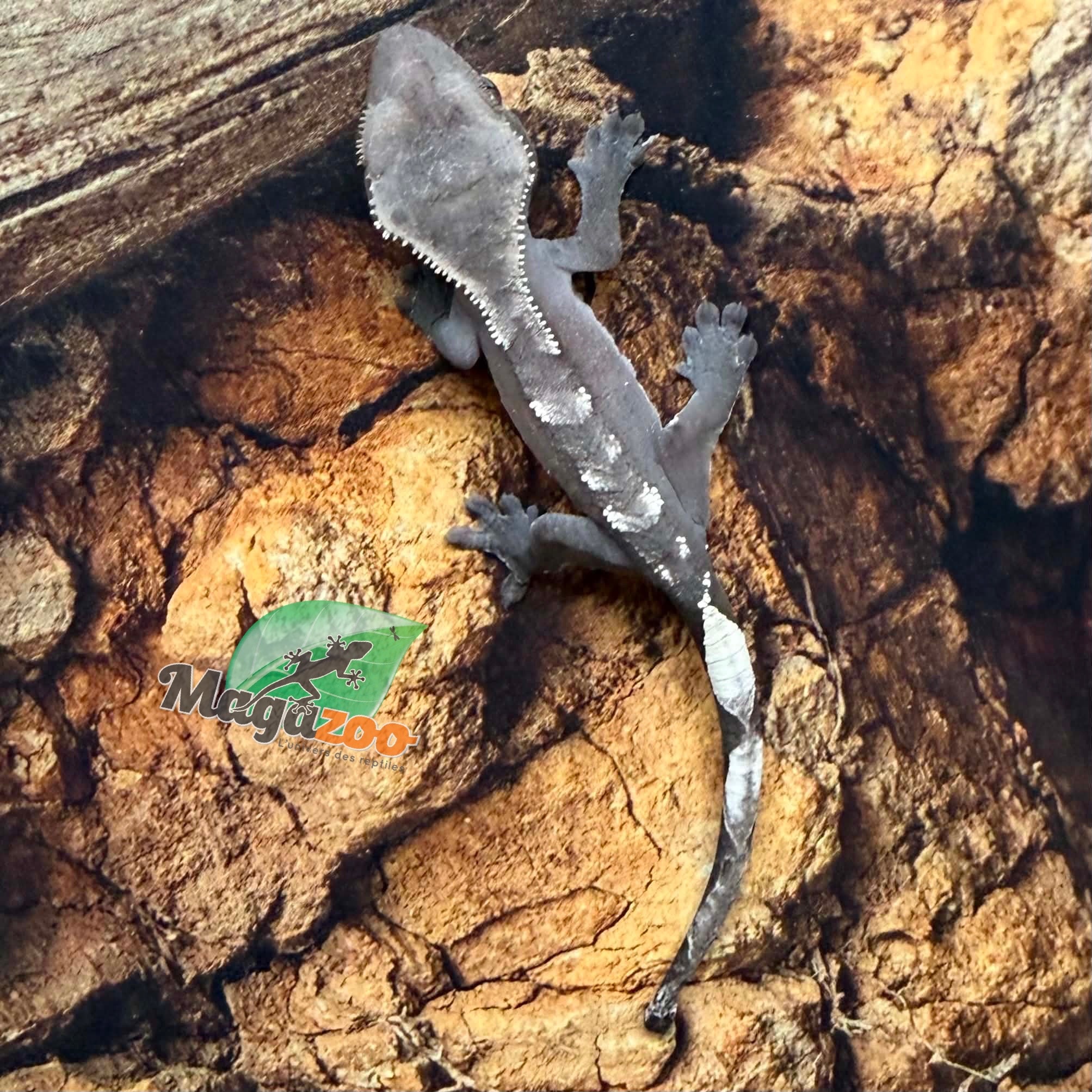 Magazoo Baby Axanthic Crested Gecko