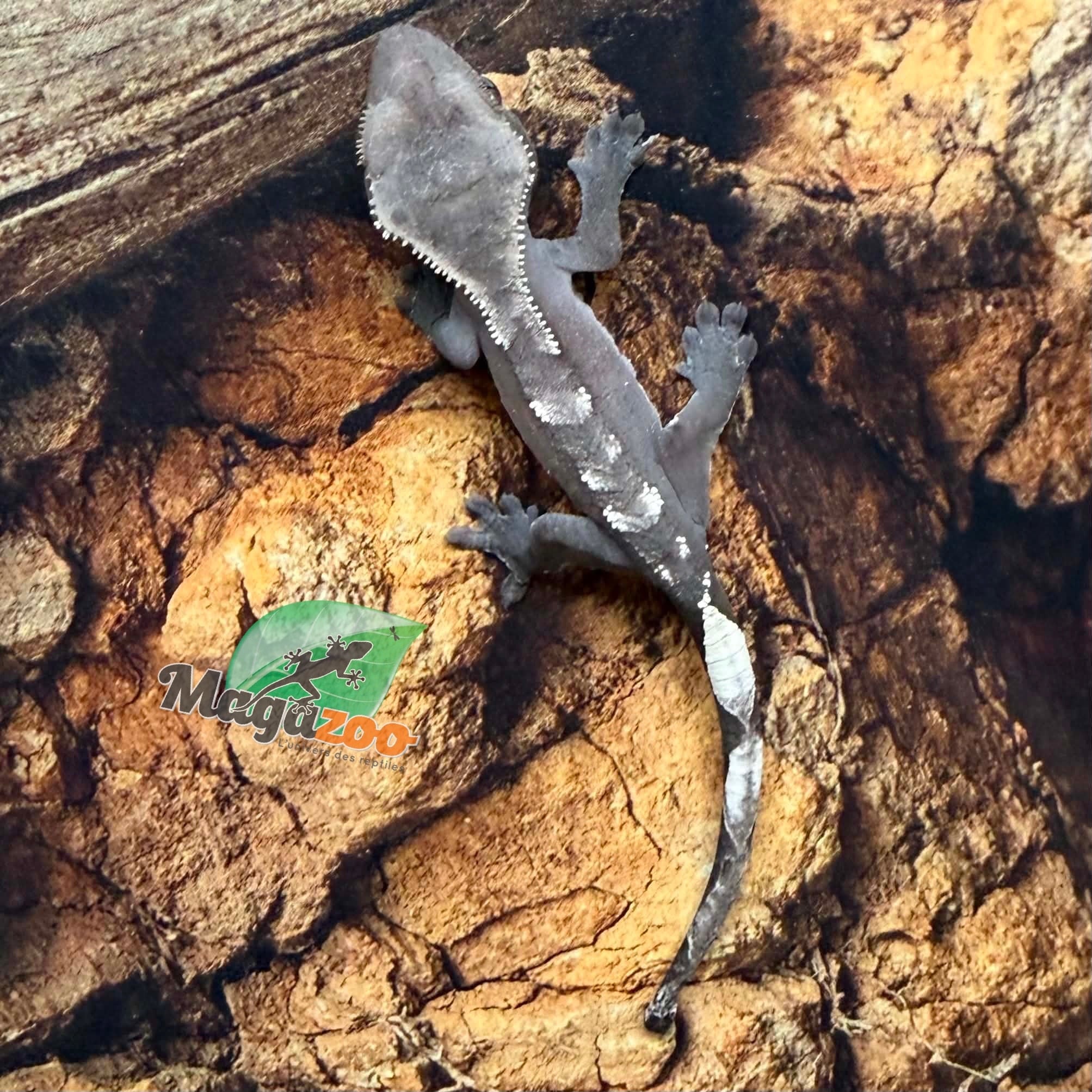 Magazoo Gecko à crête Axanthique Bébé