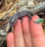 Magazoo Baby Axanthic Crested Gecko