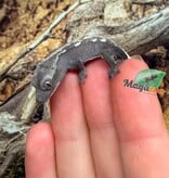 Magazoo Gecko à crête Axanthique Bébé
