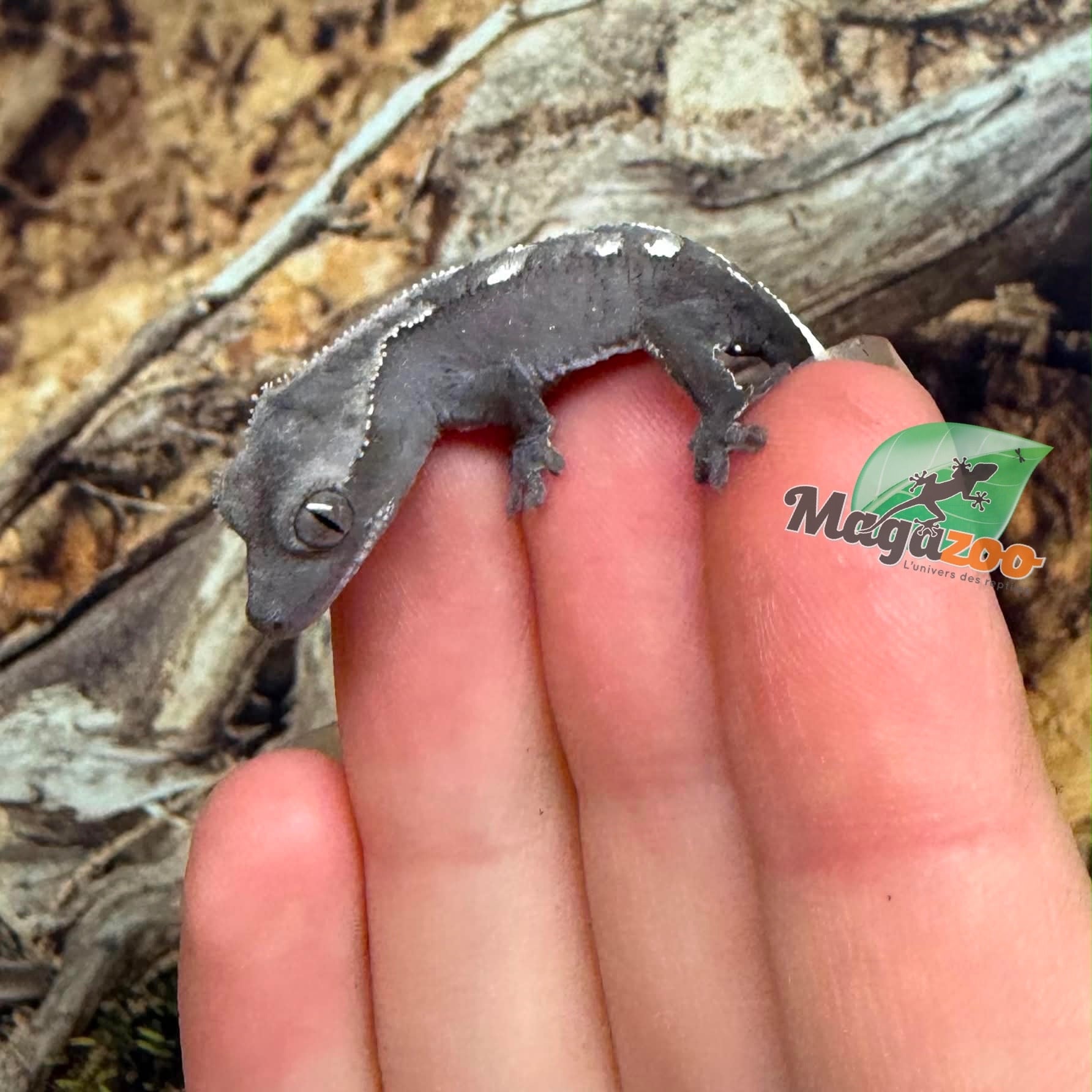 Magazoo Gecko à crête Axanthique Bébé