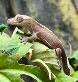 Magazoo Baby Axanthic Crested Gecko