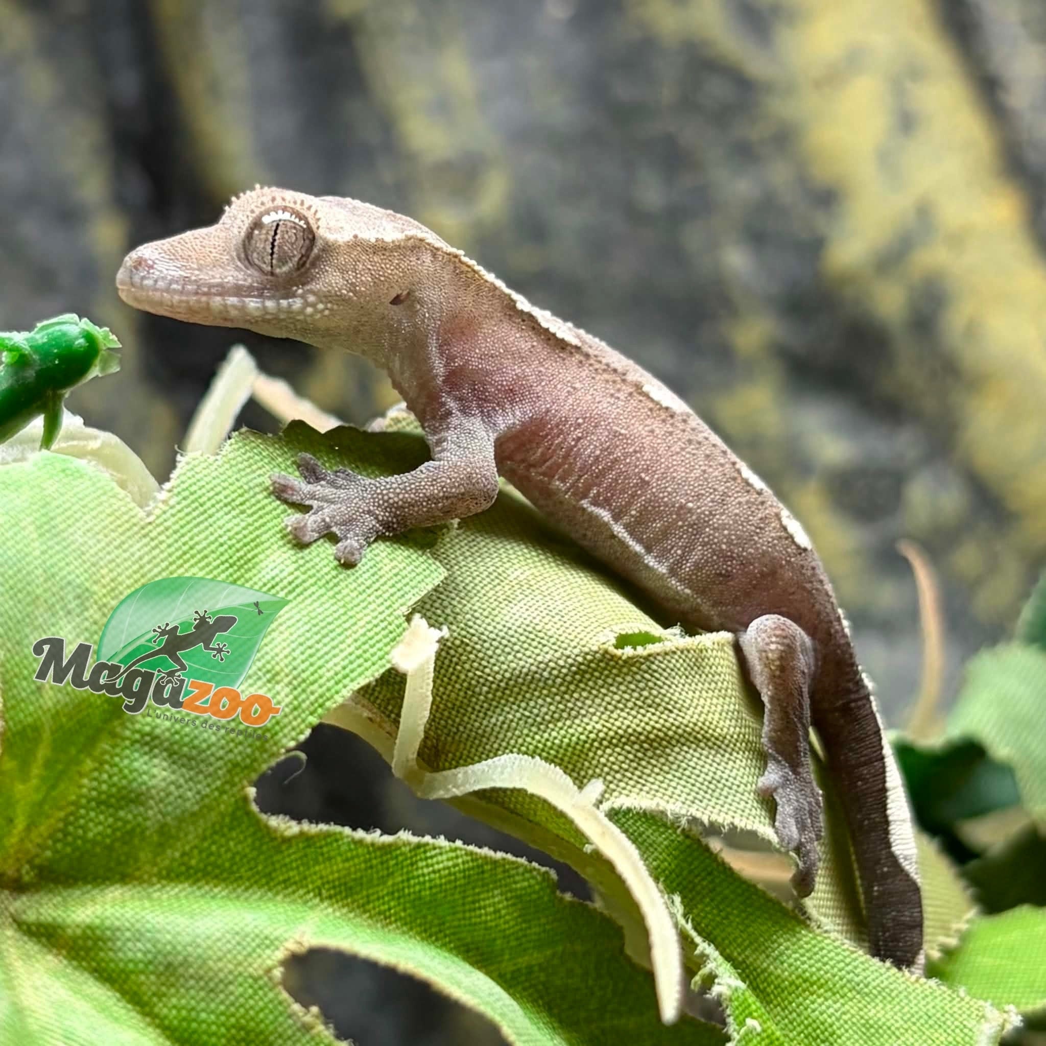 Magazoo Gecko à crête Axanthique Bébé
