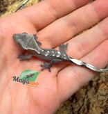 Magazoo Baby Axanthic Crested Gecko