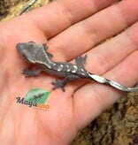 Magazoo Gecko à crête Axanthique Bébé