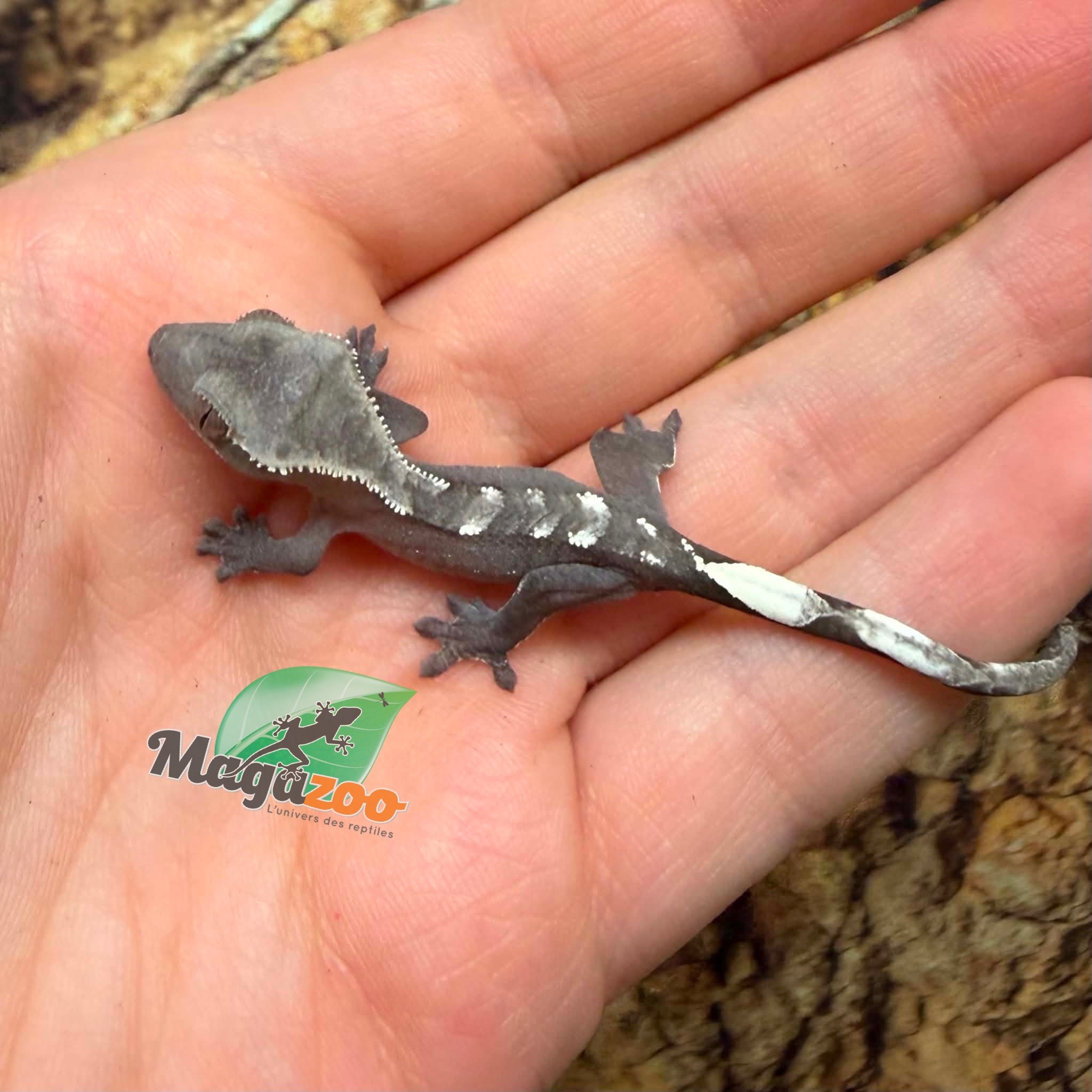 Magazoo Baby Axanthic Crested Gecko