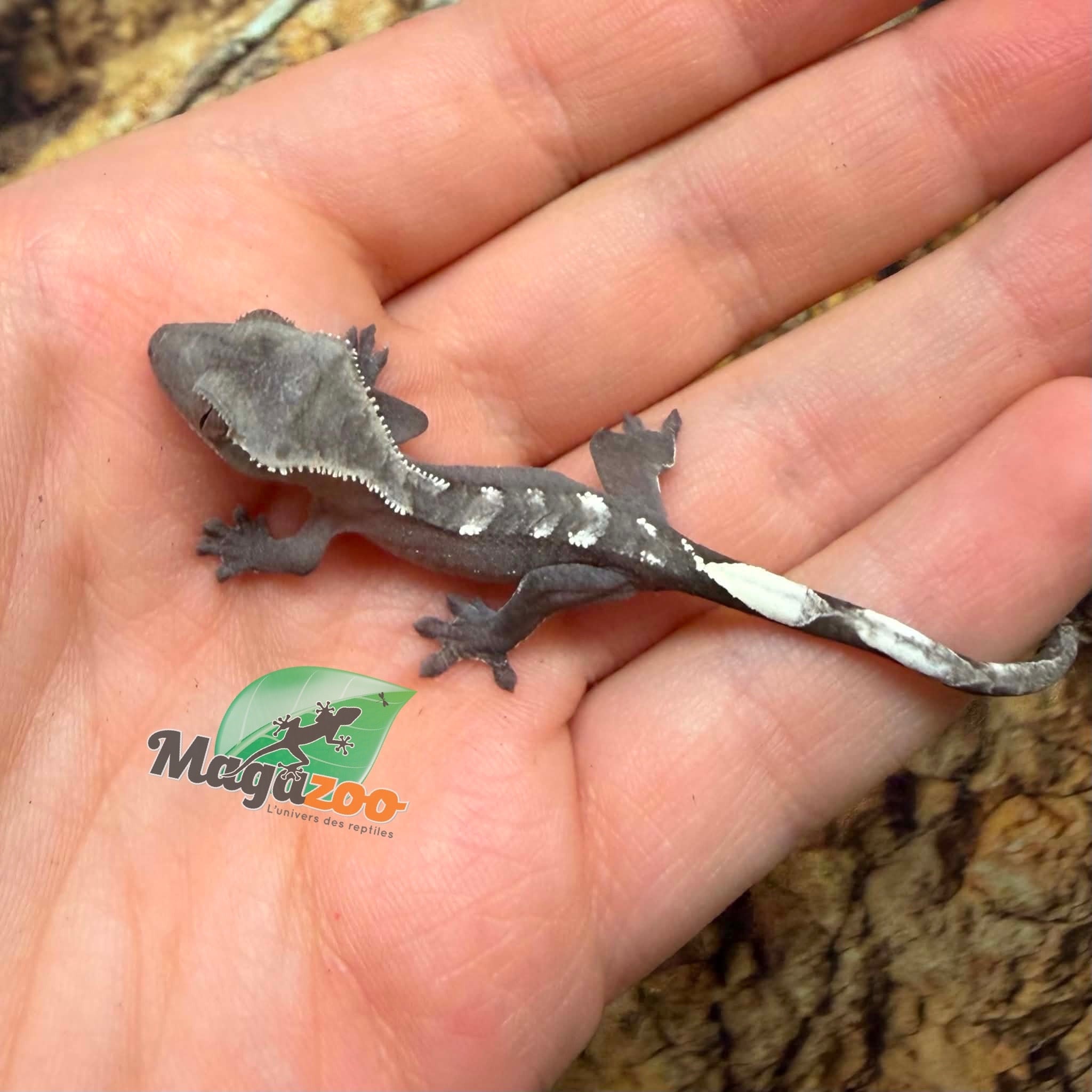 Magazoo Gecko à crête Axanthique Bébé
