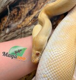 Magazoo Python royal Albino Freeway Mâle 1.5 ans