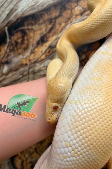 Magazoo Python royal Albino Freeway Femelle 1.5 ans