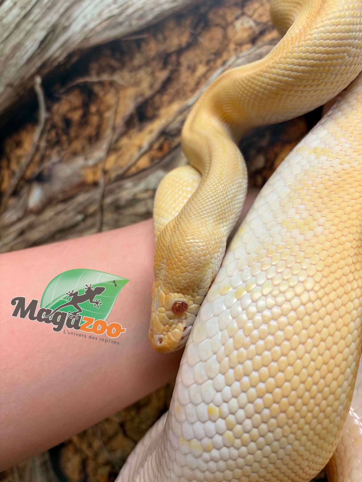 Magazoo Python royal Albino Freeway Mâle 1.5 ans