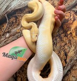 Magazoo Python royal Albino Freeway Mâle 1.5 ans