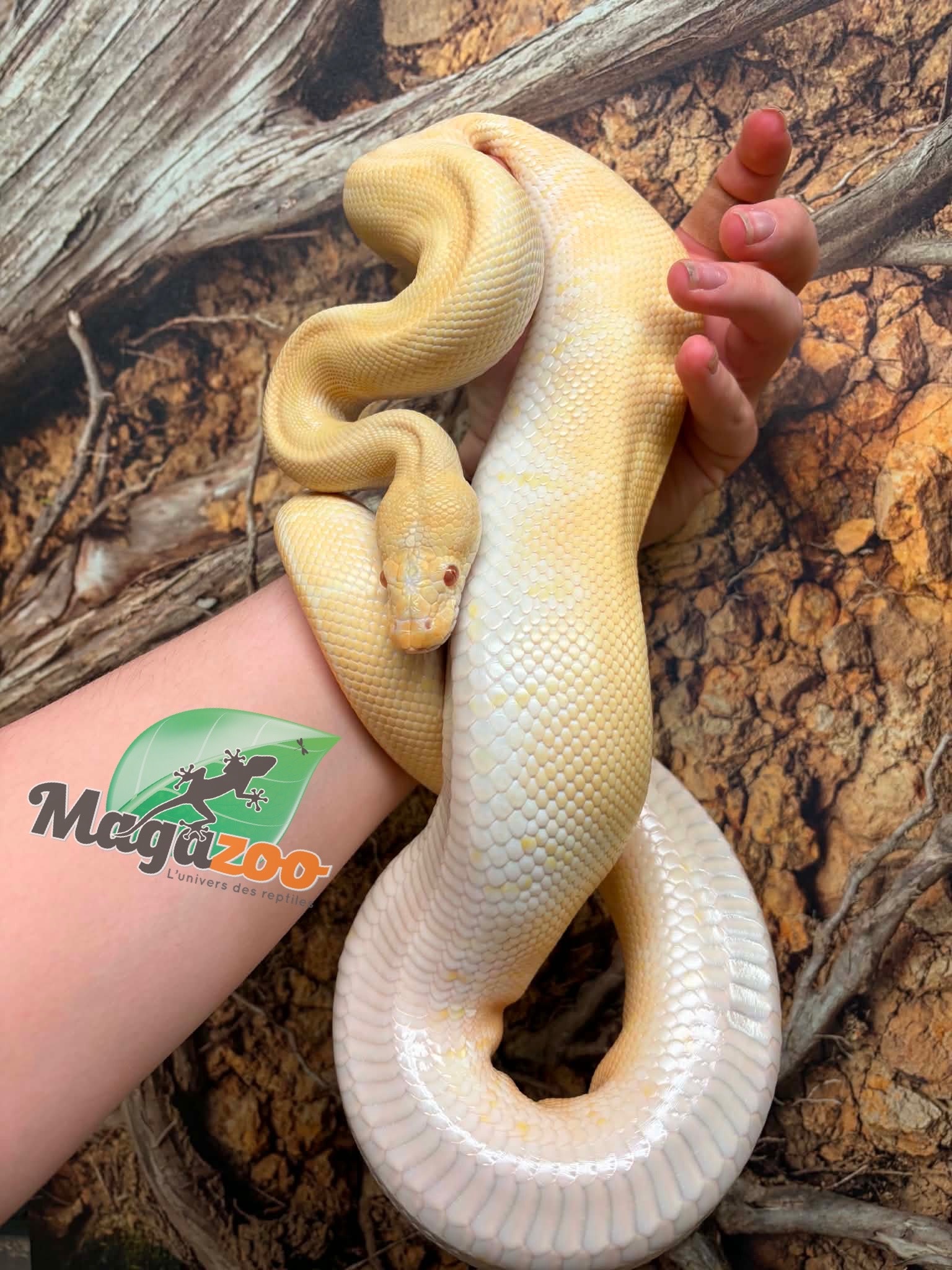 Magazoo Python royal Albino Freeway Mâle 1.5 ans