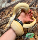 Magazoo Python royal Albino Freeway Mâle 1.5 ans