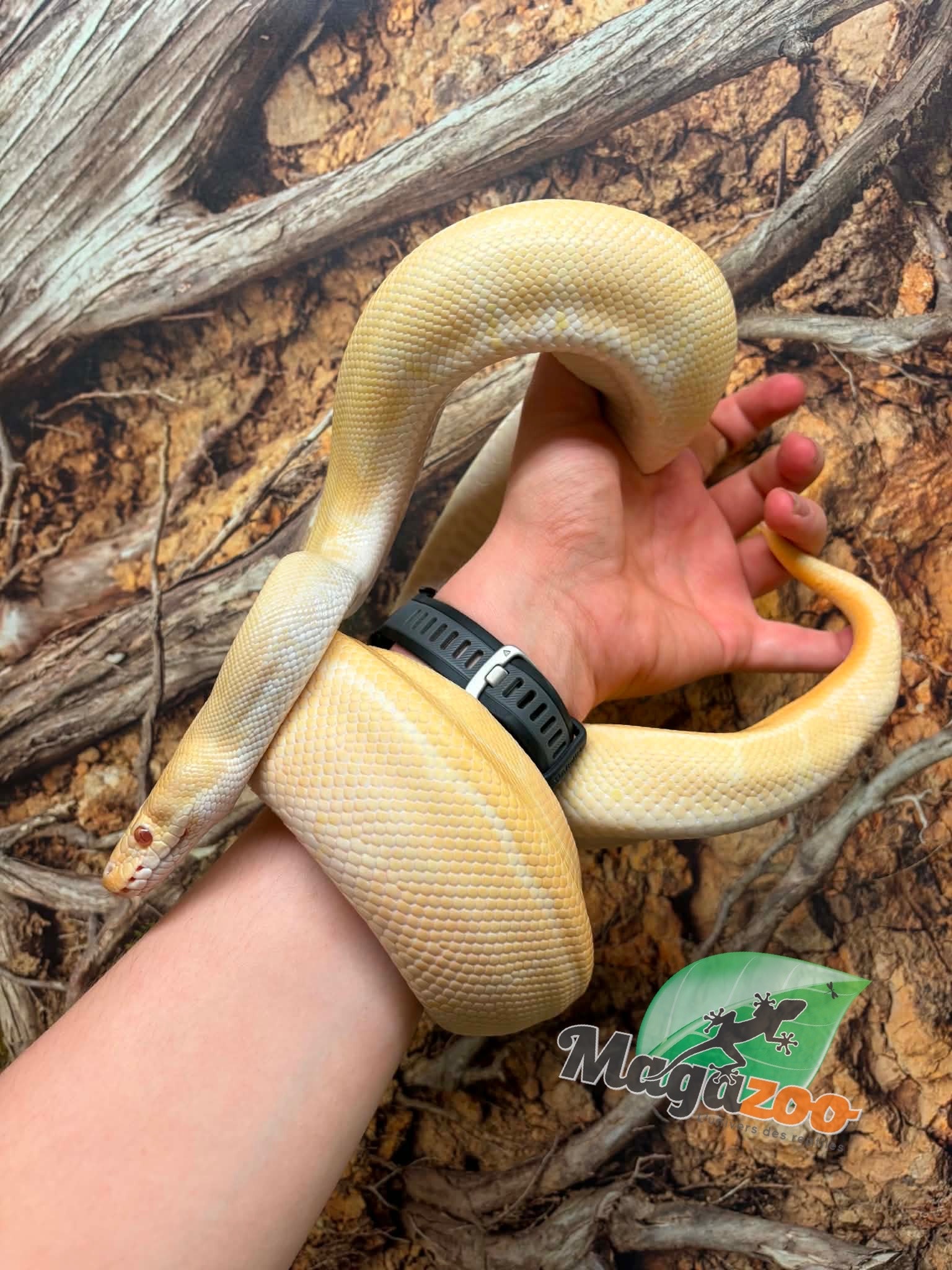 Magazoo Python royal Albino Freeway Mâle 1.5 ans