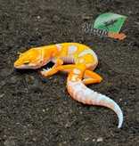 Magazoo Male Red Diamond Leopard Gecko 04/16/26