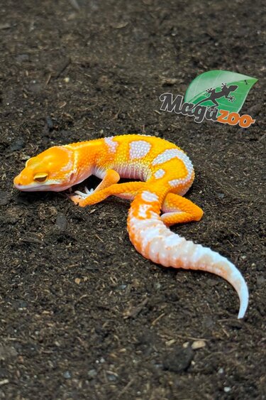 Magazoo Gecko léopard Red Diamond Mâle 16/04/26