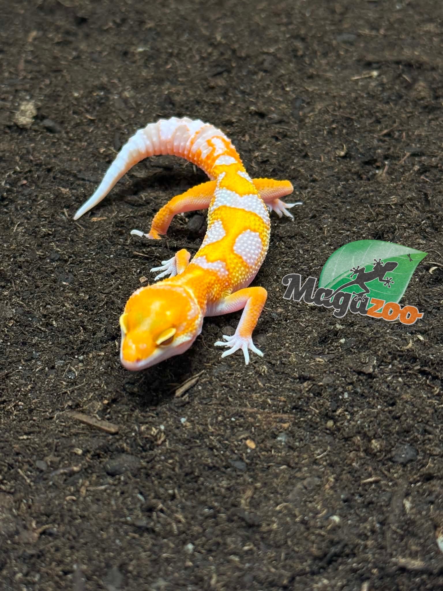Magazoo Male Red Diamond Leopard Gecko 04/16/26