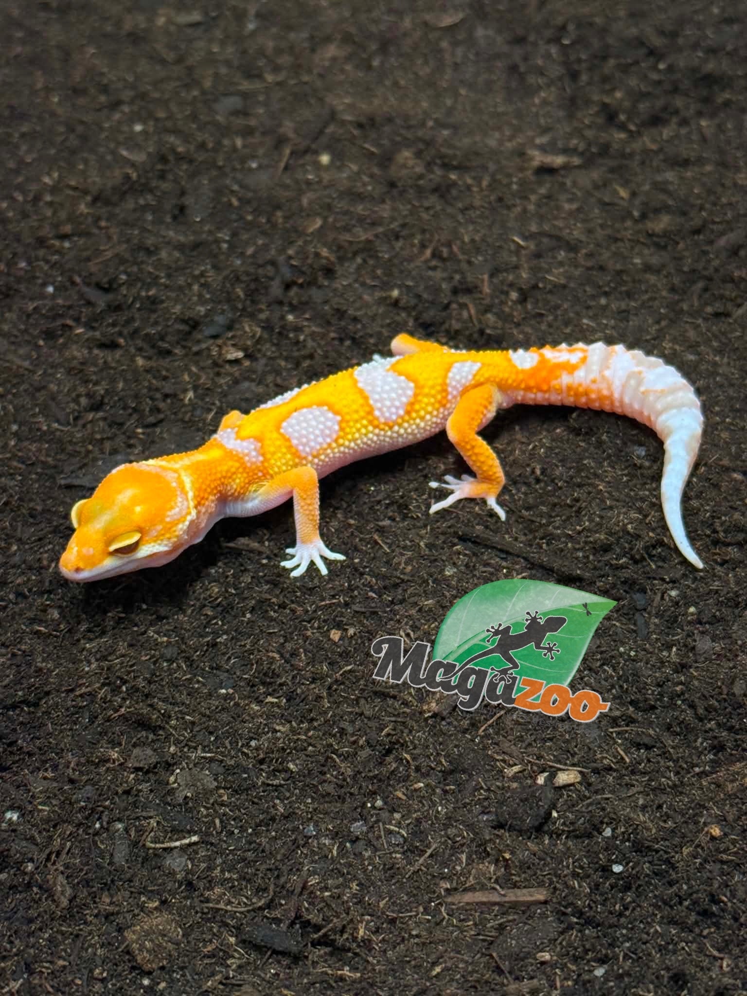 Magazoo Gecko léopard Red Diamond Mâle 16/04/26
