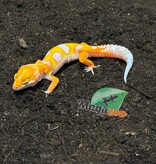 Magazoo Male Red Diamond Leopard Gecko 04/16/26