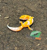 Magazoo Male Red Diamond Leopard Gecko 04/16/26