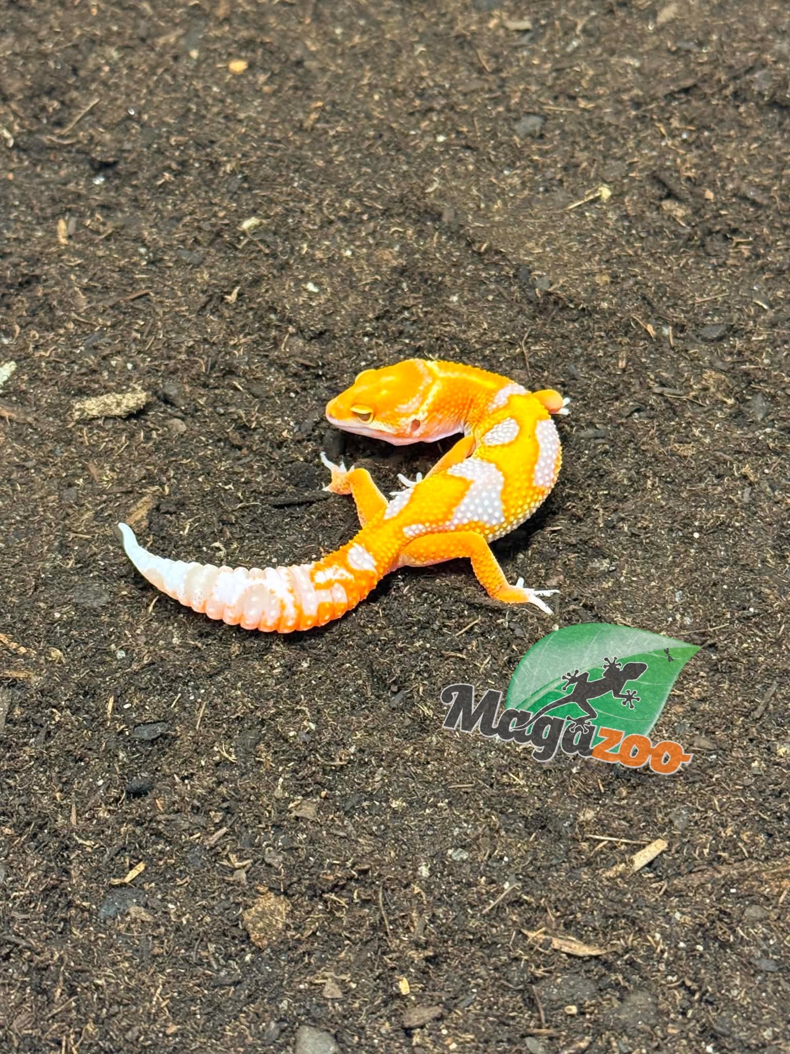 Magazoo Gecko léopard Red Diamond Mâle 16/04/26