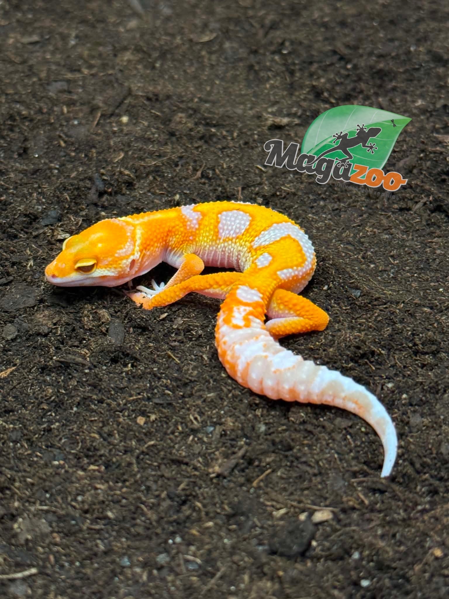 Magazoo Male Red Diamond Leopard Gecko 04/16/26