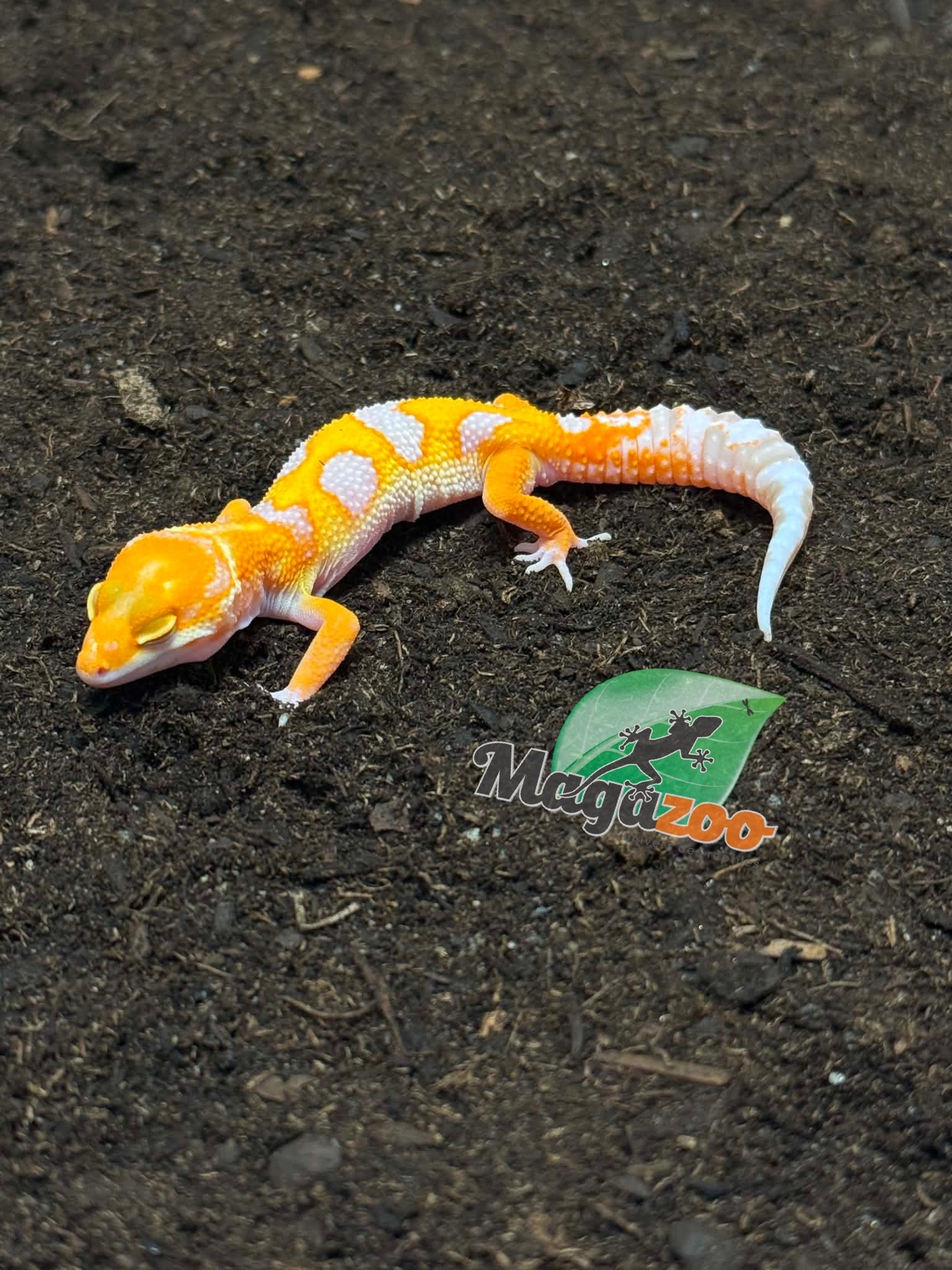 Magazoo Male Red Diamond Leopard Gecko 04/16/26