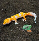 Magazoo Male Red Diamond Leopard Gecko 04/16/26
