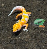 Magazoo Male Red Diamond Leopard Gecko 04/16/26