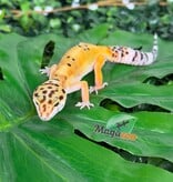 Magazoo Gecko léopard Tangerine femelle 07/04/26