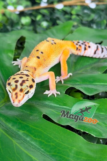 Magazoo Female Tangerine Leopard Gecko 04/07/26