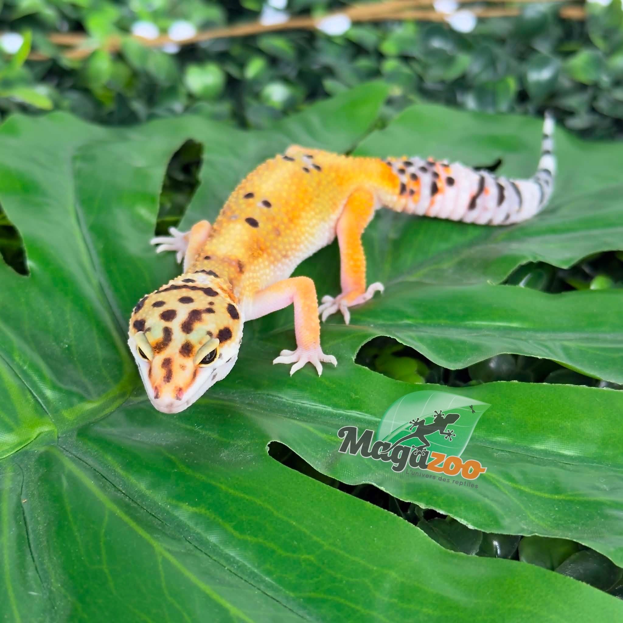 Magazoo Female Tangerine Leopard Gecko 04/07/26