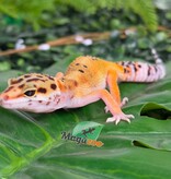 Magazoo Female Tangerine Leopard Gecko 04/07/26