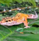 Magazoo Gecko léopard Tangerine femelle 07/04/26