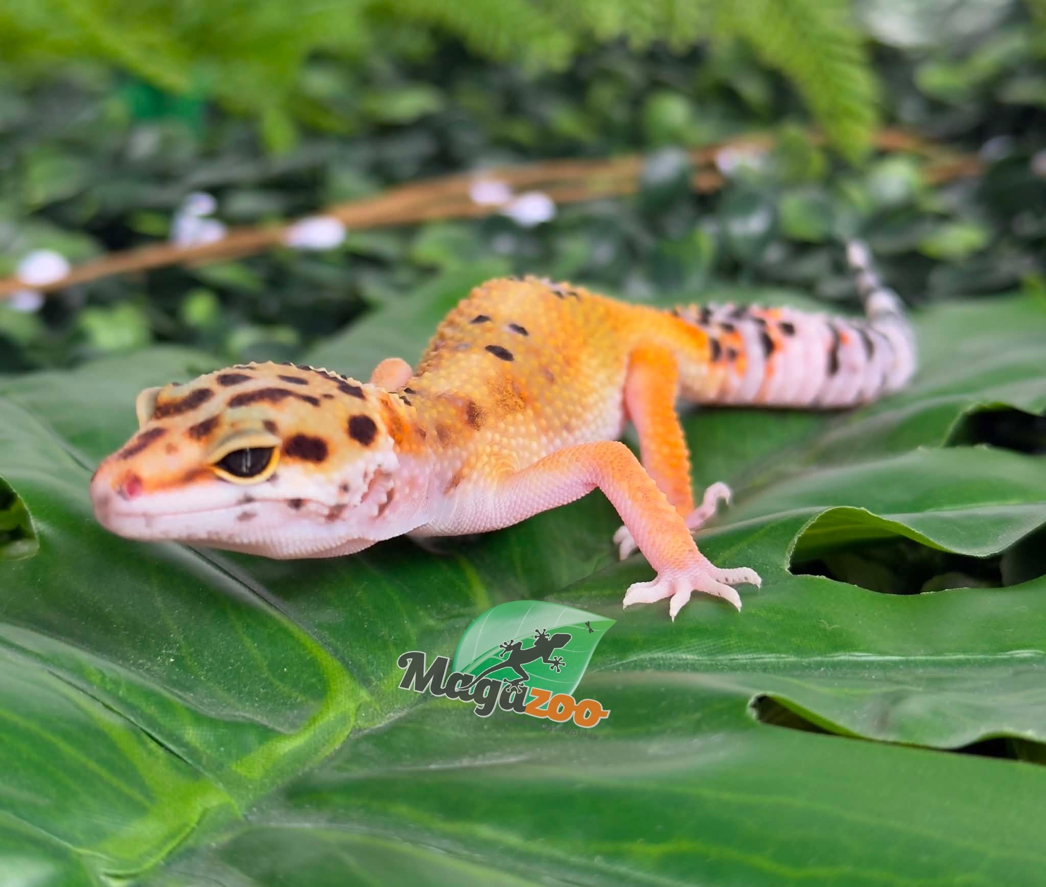 Magazoo Female Tangerine Leopard Gecko 04/07/26