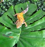 Magazoo Gecko léopard Tangerine femelle 07/04/26
