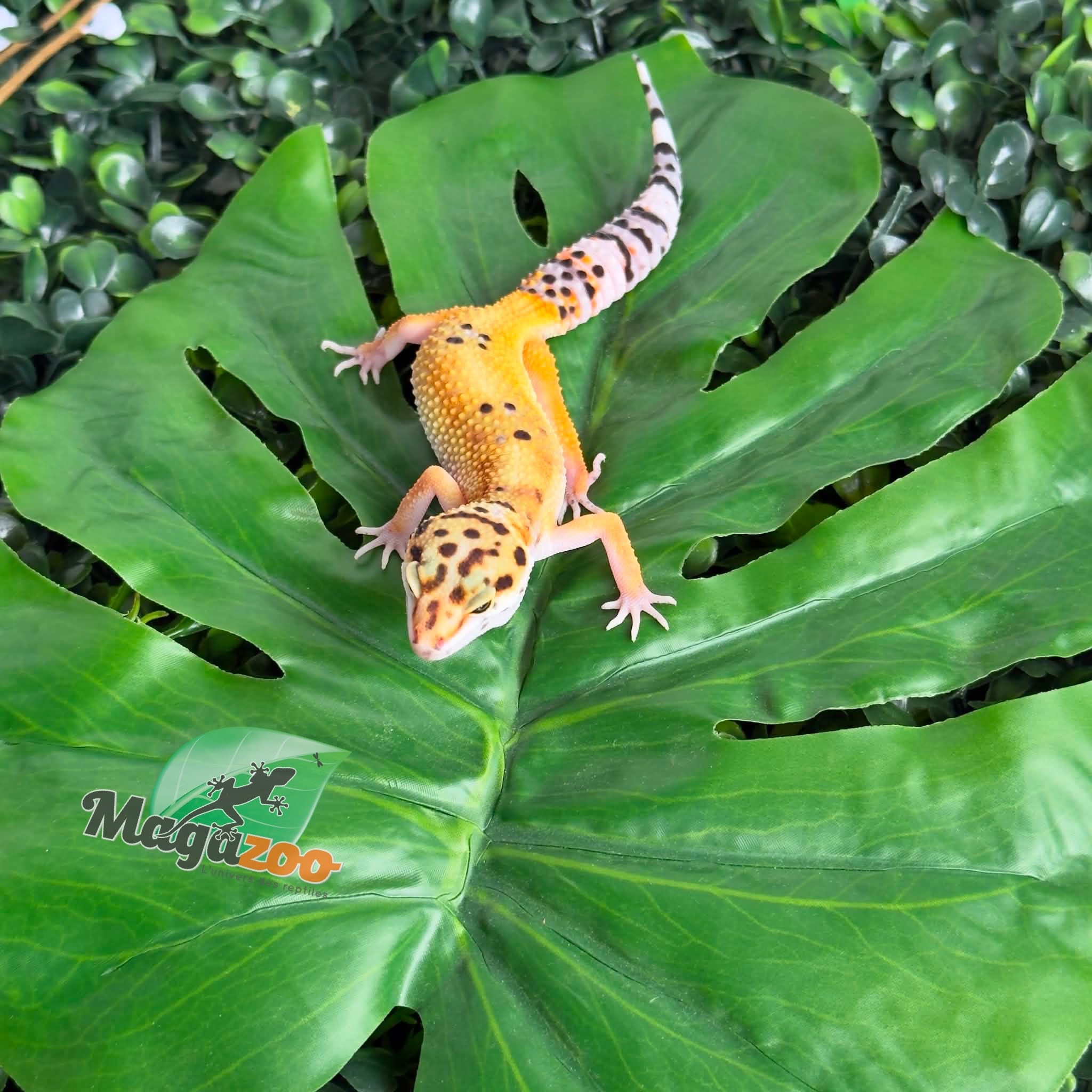 Magazoo Female Tangerine Leopard Gecko 04/07/26