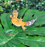 Magazoo Gecko léopard Tangerine femelle 07/04/26