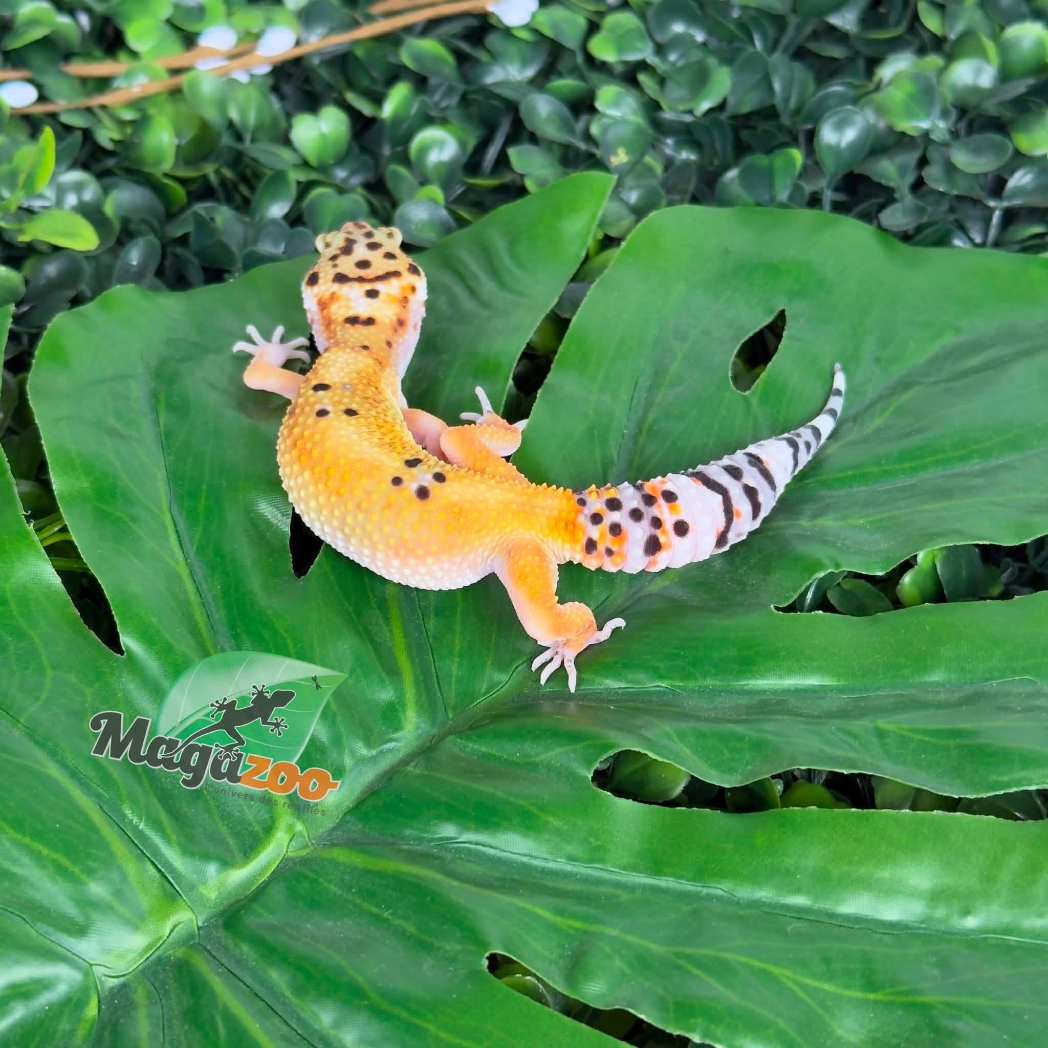 Magazoo Gecko léopard Tangerine femelle 07/04/26